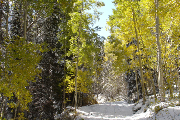 Snowy Mountains and Aspen Trees Source Clarion Associates