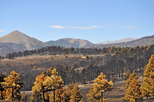 Destroyed Vegetation after a Wildfire